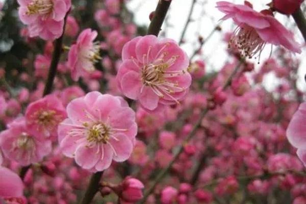 江门大沙镇赏梅一日游攻略