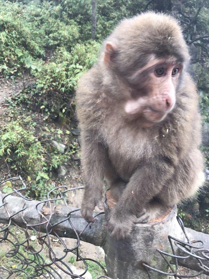 峨眉山有什么景点 峨眉山有什么好吃的