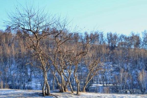 康乐县白桦林冰雪世界免费到什么时候?日常门票价格介绍