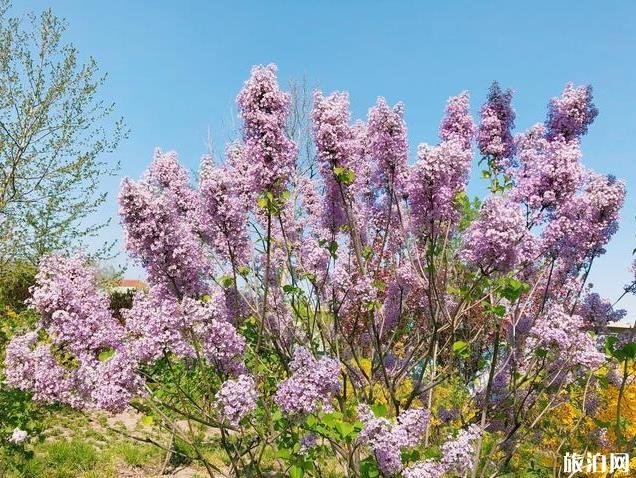 北京园博园赏花春游