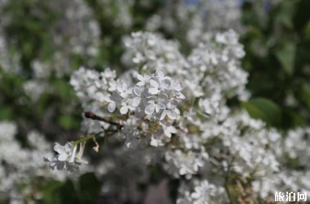 北京园博园赏花春游