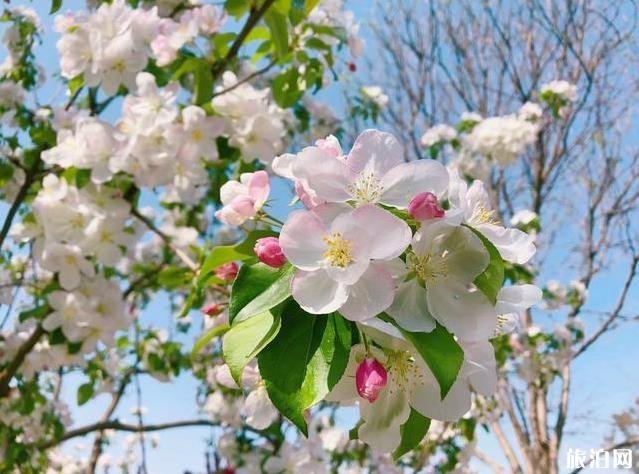 北京园博园赏花春游