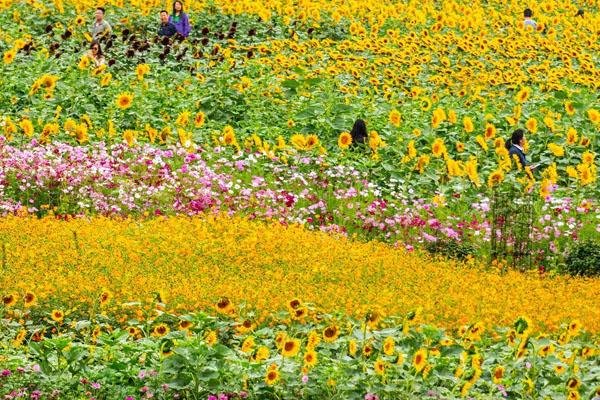 湖南省植物园现在有什么花开放 附赏花指南