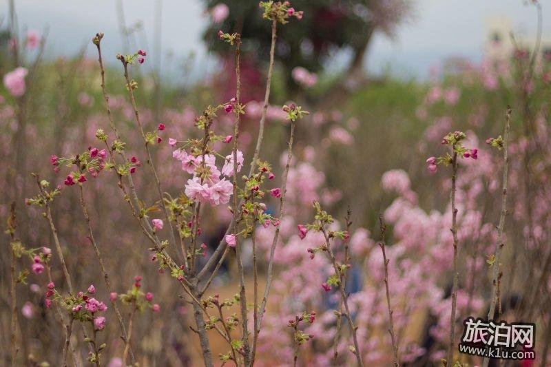 2018年春节期间深圳大鹏区有哪些好玩的地方推荐