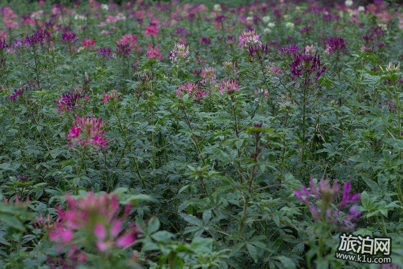 2018年春节期间深圳大鹏区有哪些好玩的地方推荐