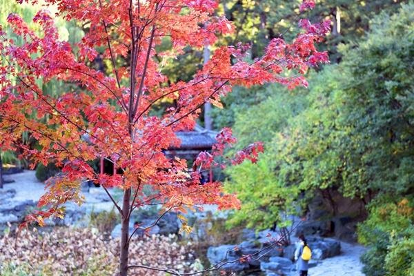 北京香山红叶几月份去最好