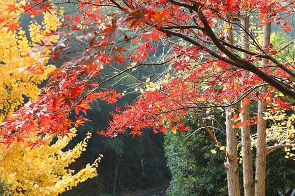 2020年12月岳麓山枫叶红了吗 岳麓山观赏路线推荐