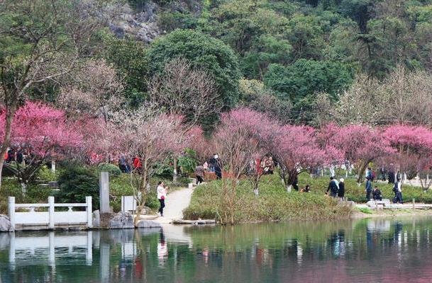 桂林哪里可以看梅花 赏梅花攻略