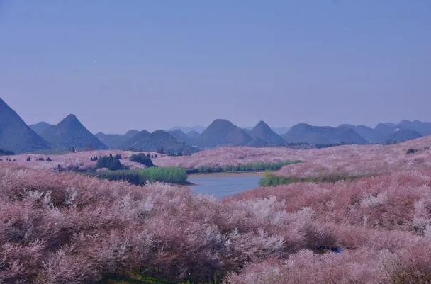 平坝樱花园游玩攻略-门票价格-景点信息