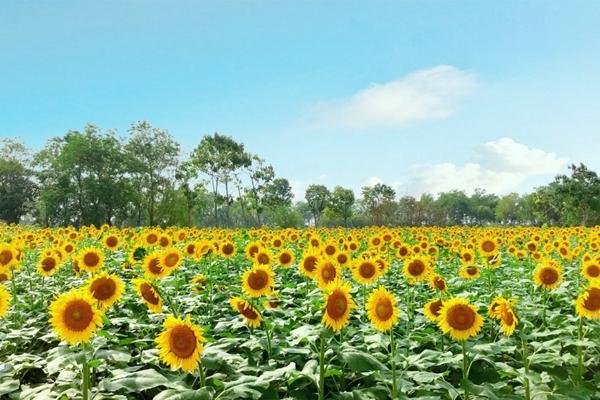 绍兴杭州湾海上花田门票价格-门票价格-景点信息