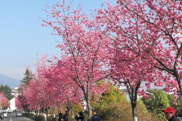 国内除了武大樱花还有那些大学有樱花