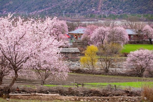 2022年国内春天最值得去旅游的城市