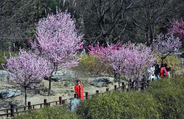 北京植物园值得一去吗 北京植物园游玩攻略