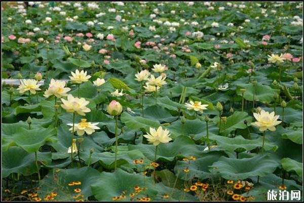 南京浦口西埂莲乡灯光节持续多久 门票-游玩攻略