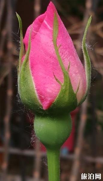 北京国际鲜花港游玩攻略 鲜花港游记