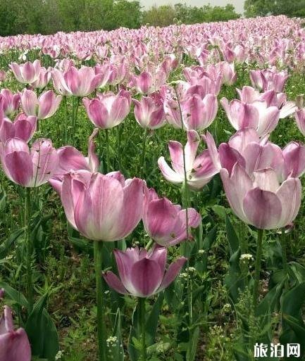 北京国际鲜花港游玩攻略 鲜花港游记