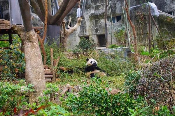 成都大熊猫基地攻略 参观路线