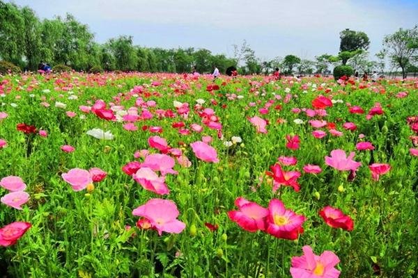 2024花朝河湾风景区游玩攻略-门票价格-景点信息