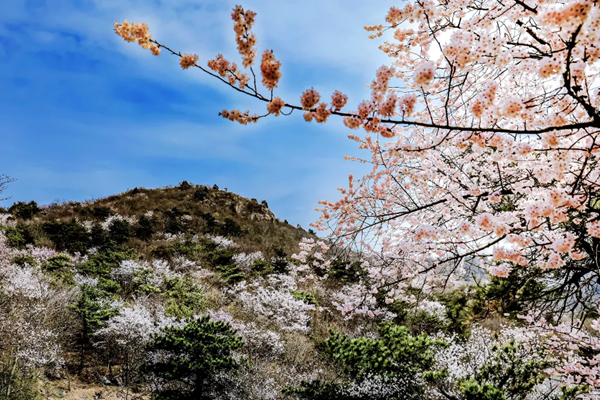 湖北春季(3月-4月)赏花地图