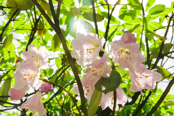 湖北春季(3月-4月)赏花地图