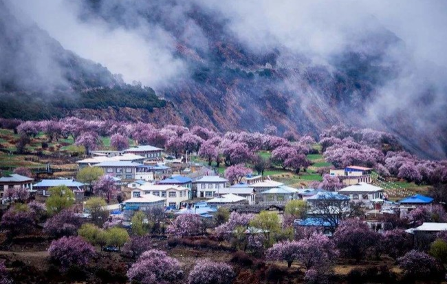 林芝桃花最佳观赏地推荐 林芝赏桃花村庄介绍