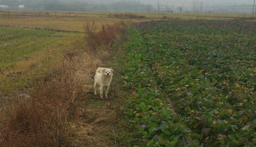 徽州有什么好玩的地方 徽州旅游攻略2017