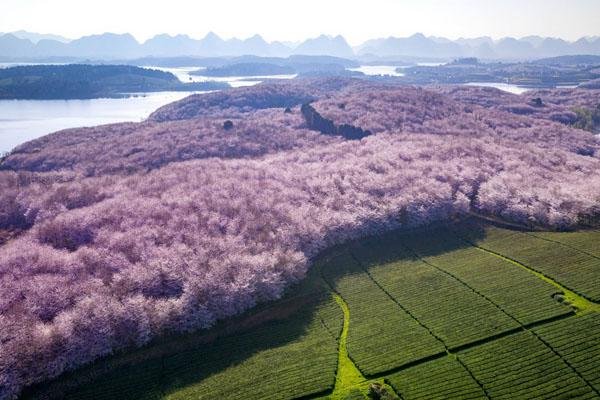 安顺平坝樱花园旅游攻略