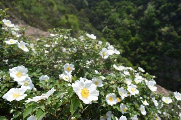 九峰山在哪里