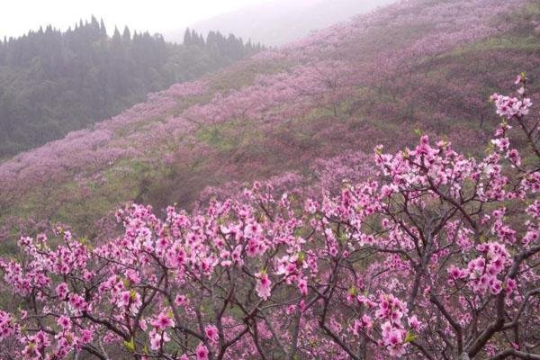 2022眉山丹棱·桃花源景区旅游攻略 - 门票 - 价格