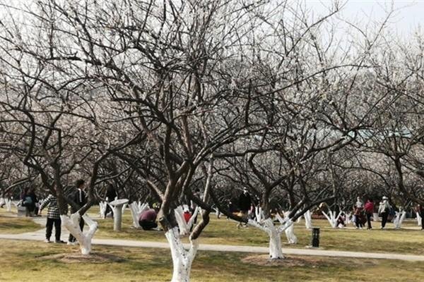 萝岗香雪公园