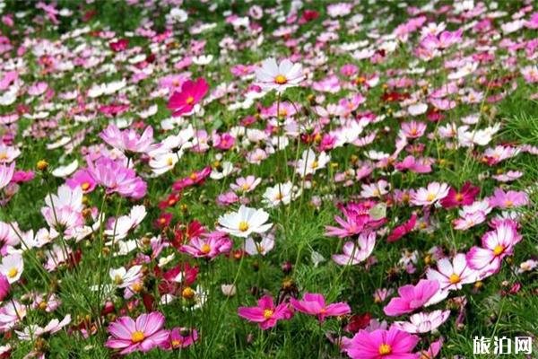 佛山西樵环山花海要门票吗 附赏花指南