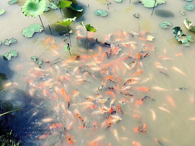 莫干山有什么好玩的 莫干山有哪些旅游景点