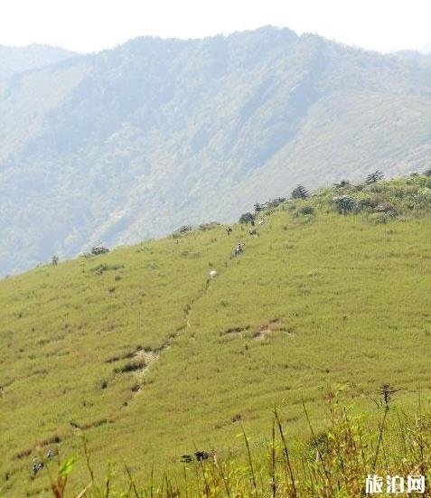 东坪沟高山草甸攻略