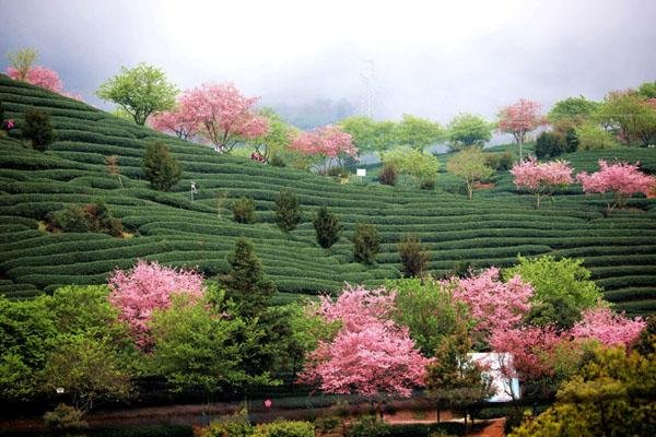 茶山樱花谷