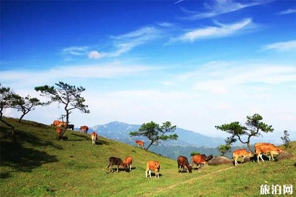 罗定八排山杜鹃花花期