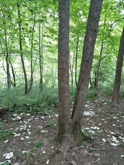 珙桐花什么时候开花 中国哪里可以看珙桐花