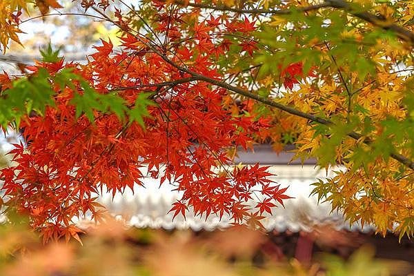 南京栖霞山枫叶最佳观赏时间是在几月份 11月底景色最美