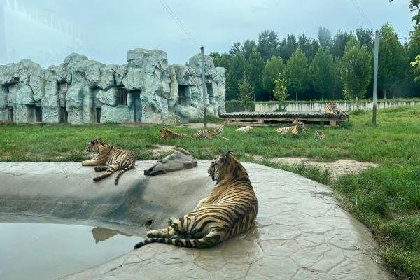 衡水野生动物园旅游攻略-门票价格-景点信息