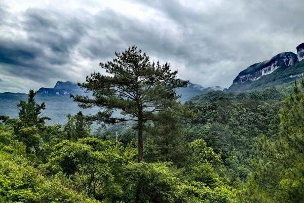 金佛山旅游攻略-门票价格-景点信息