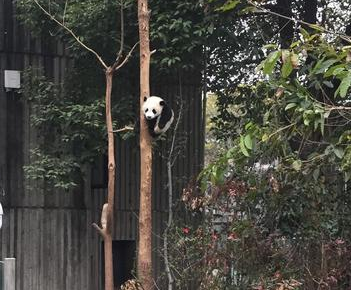 成都熊猫基地有什么好玩的 成都熊猫基地游记