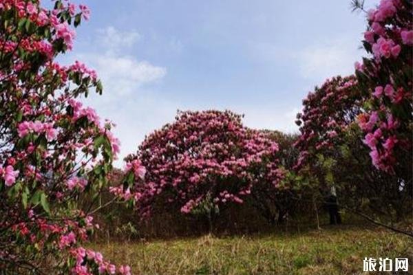 红池坝杜鹃花什么时候开