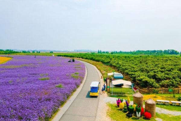 高淳固城湖水慢城游玩攻略-门票价格-景点信息