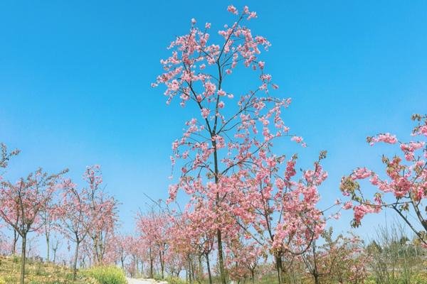 绵阳盛世樱花悠乐谷游玩攻略-门票价格-景点信息