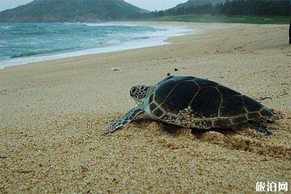 海龟湾介绍 海龟湾门票-游玩攻略