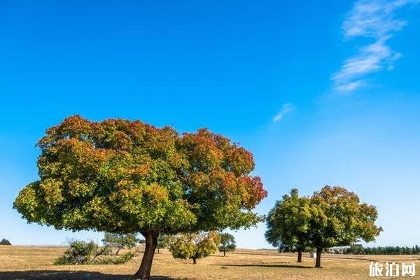 2024代钦塔拉五角枫旅游景区旅游攻略 - 门票价格 - 地址 - 交通 - 天气 - 电话 - 简介