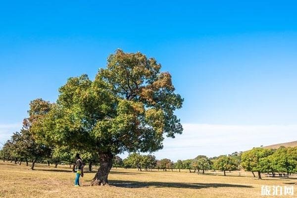 2024代钦塔拉五角枫旅游景区旅游攻略 - 门票价格 - 地址 - 交通 - 天气 - 电话 - 简介