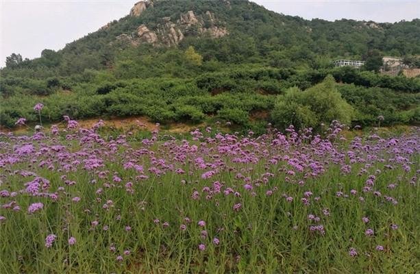 2023连云港石棚山风景区门票价格 - 开放时间 - 地址 - 景区介绍