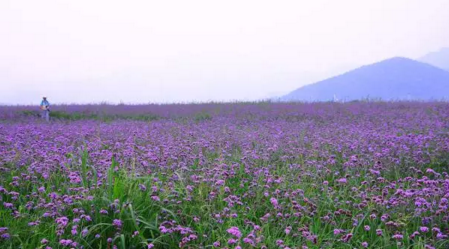 北京哪里有花海 北京花海在哪个地方