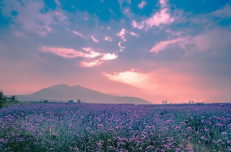 北京哪里有花海 北京花海在哪个地方