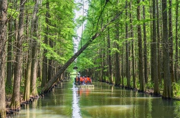 2022金湖水上森林景区门票 - 地址 - 电话 - 游玩攻略